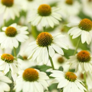 Echinacea purpurea 'Powwow White' P9 - afbeelding 3