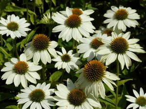 Echinacea purpurea 'Powwow White' P9 - afbeelding 4