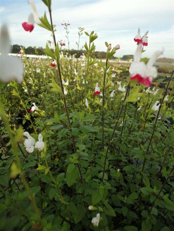 Salvia microphylla 'Hot Lips' C2 - afbeelding 3