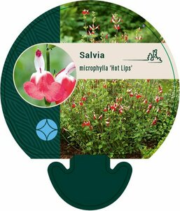 Salvia microphylla 'Hot Lips' C2 - afbeelding 5