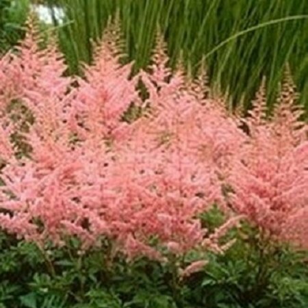Astilbe japonica 'Peach Blossom' P9 - afbeelding 2