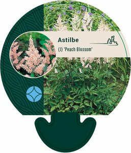 Astilbe japonica 'Peach Blossom' P9 - afbeelding 3