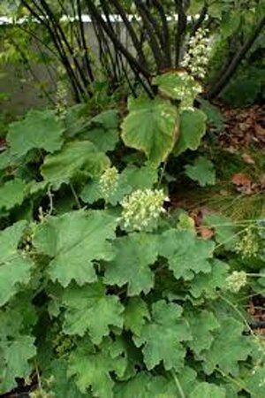 Heuchera villosa P9 - afbeelding 1