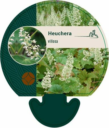Heuchera villosa P9 - afbeelding 4