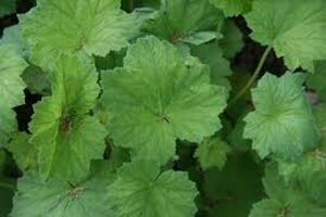 Heuchera villosa P9 - afbeelding 2