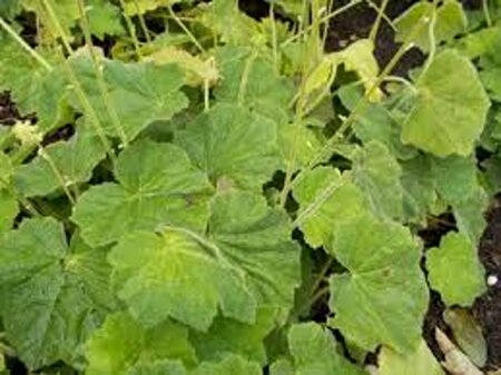 Heuchera villosa P9 - afbeelding 3