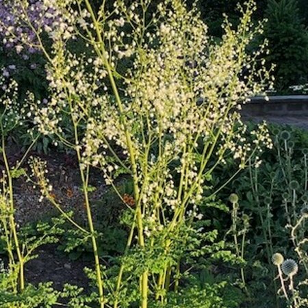 Thalictrum delavayi 'Splendide White' P9 - afbeelding 1