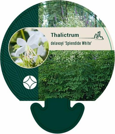 Thalictrum delavayi 'Splendide White' P9 - afbeelding 5