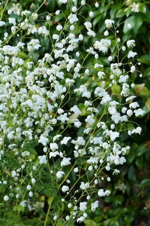 Thalictrum delavayi 'Splendide White' P9 - afbeelding 2