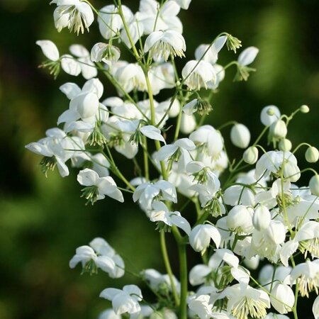 Thalictrum delavayi 'Splendide White' P9 - afbeelding 3