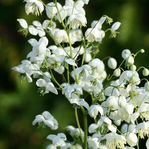 Thalictrum delavayi 'Splendide White' P9 - afbeelding 3
