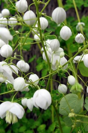 Thalictrum delavayi 'Splendide White' P9 - afbeelding 4