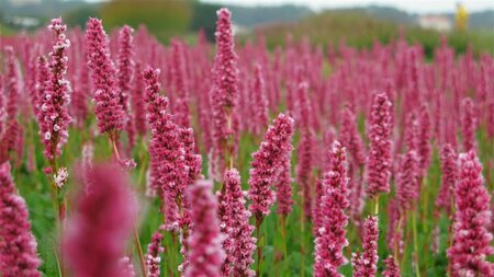 Persicaria affinis 'Donald Lowndes' P9 - afbeelding 2