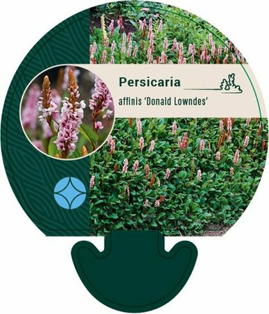 Persicaria affinis 'Donald Lowndes' P9 - afbeelding 1