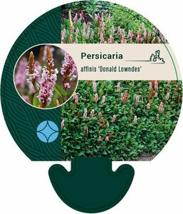 Persicaria affinis 'Donald Lowndes' P9