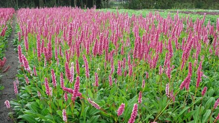 Persicaria affinis 'Donald Lowndes' P9 - afbeelding 3