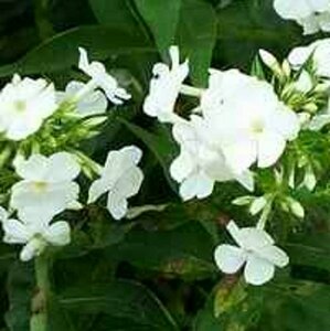Phlox paniculata 'White Admiral' P9