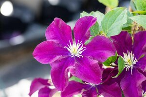 Clematis 'Warszawska Nike' C2