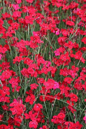 Dianthus deltoides 'Flashing Light' P9 - afbeelding 1