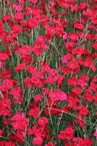Dianthus deltoides 'Flashing Light' P9