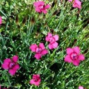 Dianthus deltoides 'Flashing Light' P9 - afbeelding 2