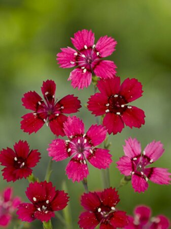 Dianthus deltoides 'Flashing Light' P9 - afbeelding 3