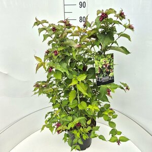 Leycesteria formosa 'Purple Rain' 60/80 C.