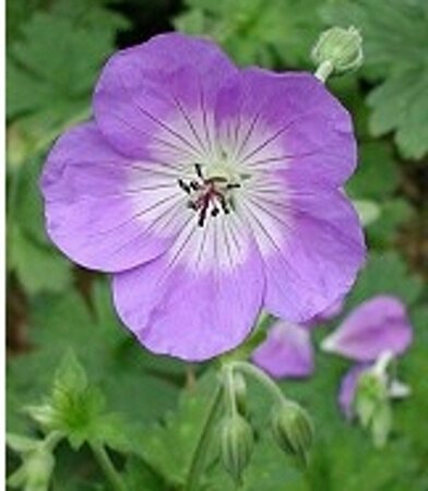 Geranium 'Rozanne' C2 - afbeelding 9