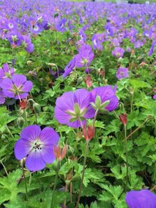 Geranium 'Rozanne' C2 - afbeelding 6