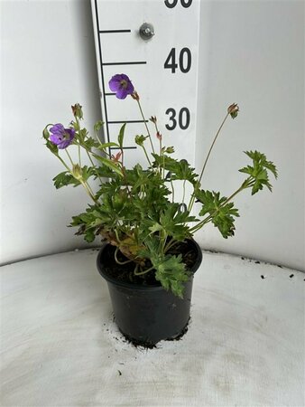 Geranium 'Rozanne' C2 - afbeelding 1
