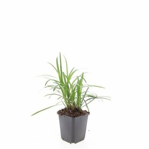 Liriope muscari 'Moneymaker' P9 - afbeelding 1