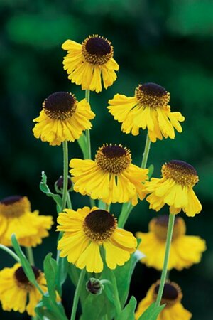 Helenium bigelovii 'The Bishop' P9 - afbeelding 1