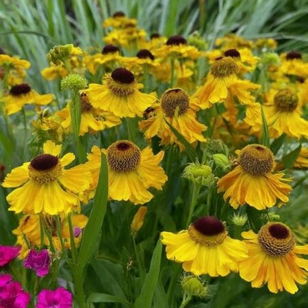 Helenium bigelovii 'The Bishop' P9 - afbeelding 5