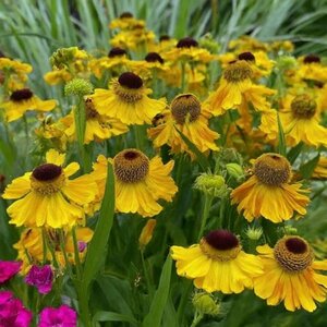 Helenium bigelovii 'The Bishop' P9 - afbeelding 5