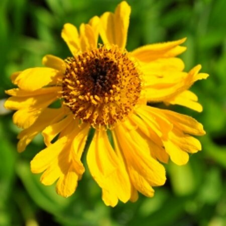 Helenium bigelovii 'The Bishop' P9 - afbeelding 4