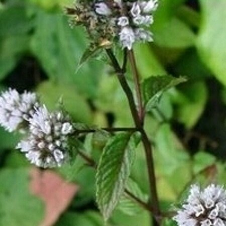 Mentha piperita P9 - afbeelding 2