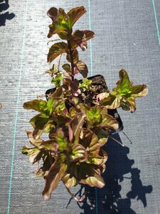 Mentha piperita P9 - afbeelding 3