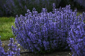 Nepeta 'Cat's Pajamas' P9