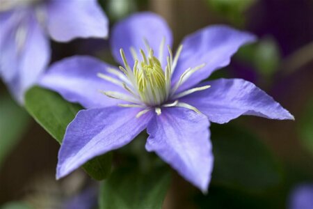 Clematis 'Justa' C2