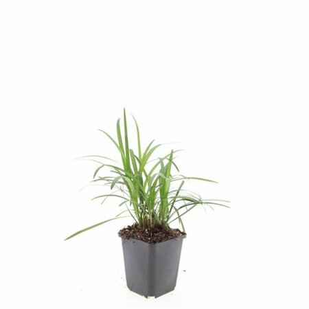 Liriope muscari 'Moneymaker' C2 - afbeelding 1