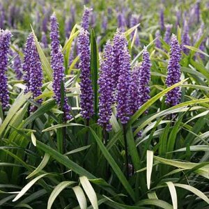 Liriope muscari 'Moneymaker' C2 - afbeelding 5