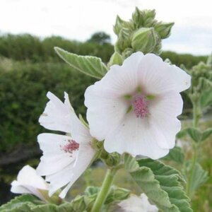 Althaea officinalis P9