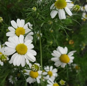 Chamaemelum nobile P9