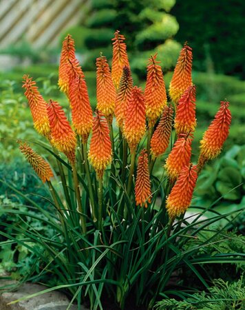 Kniphofia 'Alcazar' P9 - afbeelding 3