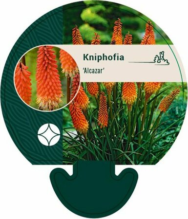 Kniphofia 'Alcazar' P9 - afbeelding 1