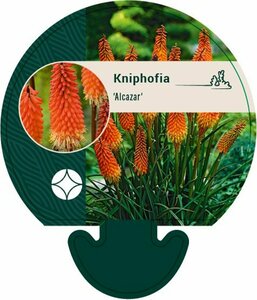 Kniphofia 'Alcazar' P9