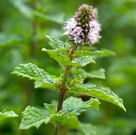 Mentha spicata 'Moroccan' P9 - afbeelding 4
