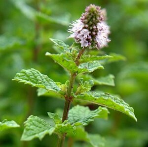Mentha spicata 'Moroccan' P9 - afbeelding 4