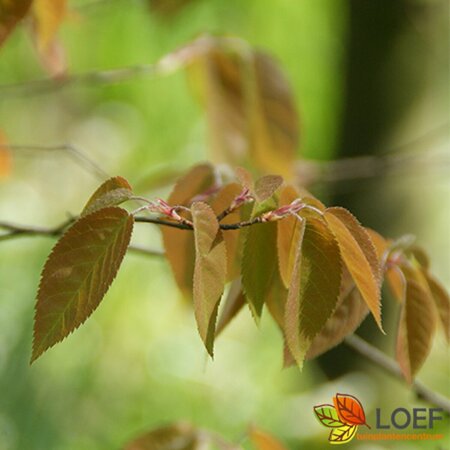 Amelanchier arborea 'Robin Hill' 10-12 C.  - afbeelding 2