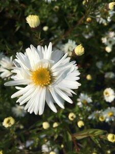 Aster novae-belgii 'White Ladies' P9 - afbeelding 7